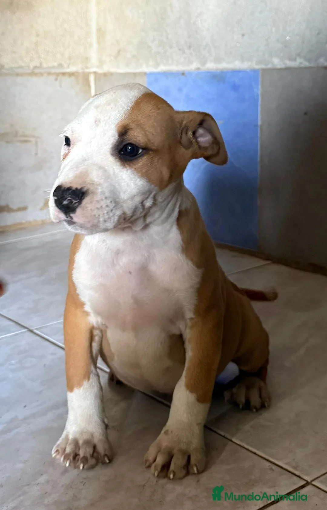 American Staffordshire-Terrier perros en venta: Machos Stafford - Anuncio 3