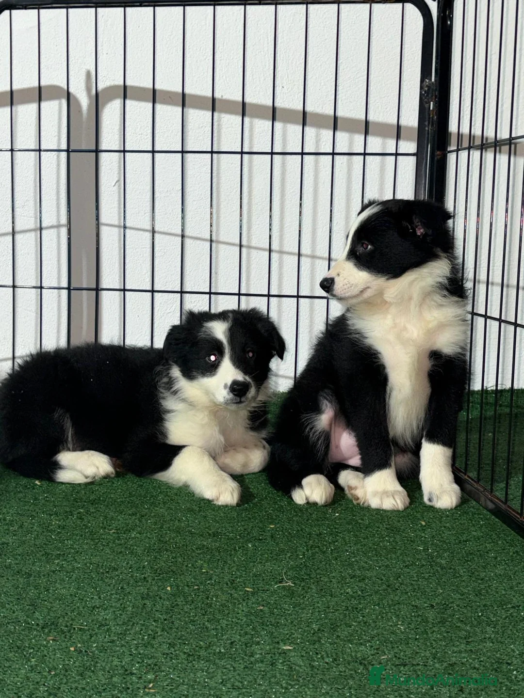 Border Collie perros en venta: Border collie - Anuncio 5