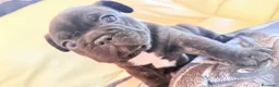Bulldog Francés perros en venta: Espectáculo de bulldog francés negro - Anuncio 5