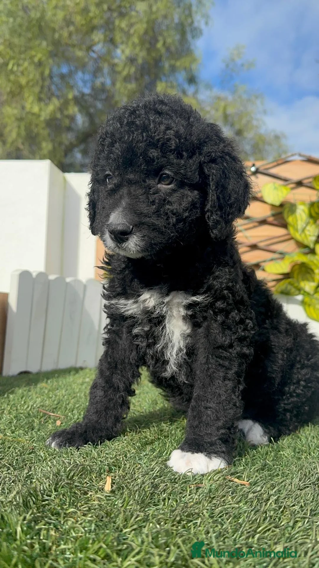 Perro de Agua Español perros en venta: PERRO DE AGUA DISPONIBLE - Anuncio 6