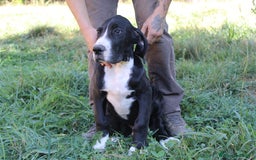 Dogo Alemán perros en venta: Dogo alemán/ gran danés disponibles - Imagen 2