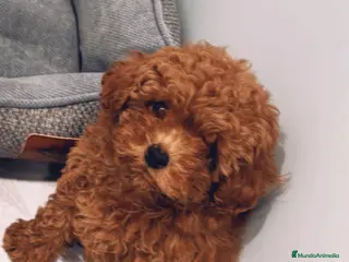 Caniche Toy perros Caniche toy - Anuncio 25