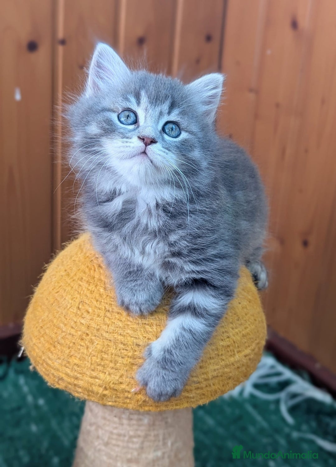 Siberiano gatos en venta: Camada de siberianos - Imagen 2