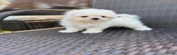Bichón Maltés perros en venta: Bichon Maltés Mini listo para entregar !! - Anuncio 4