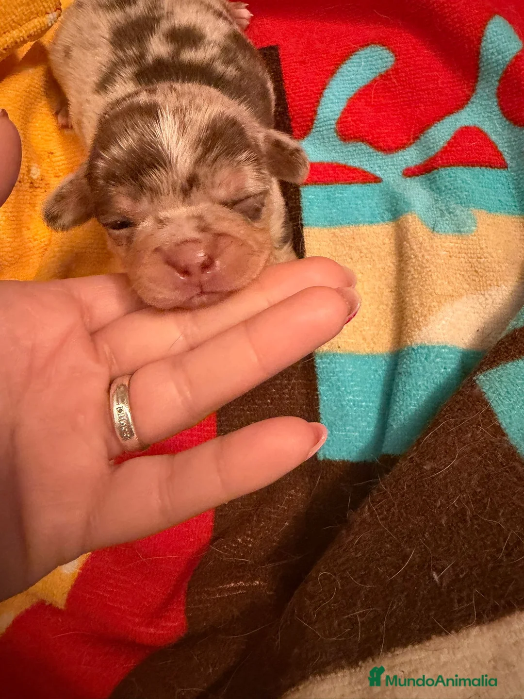 Chihuahua perros en venta: Chihuahua hembra arlequín chocolate 🐶🐾 en Barcelona - Anuncio 2