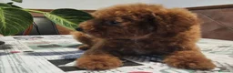 Caniche Toy perros en venta: Caniche toy hembrita pre io real - Anuncio 13