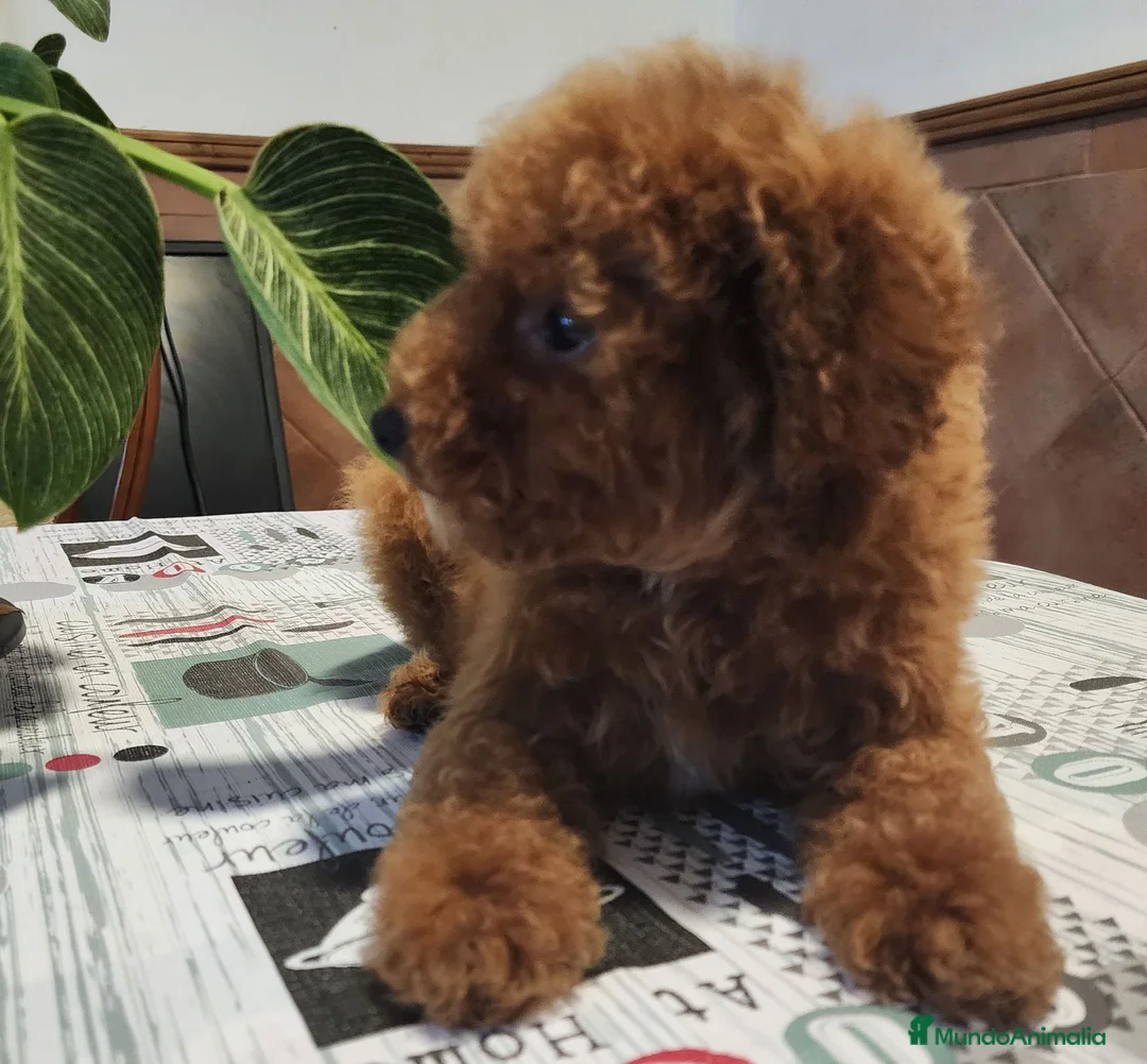 Caniche Toy perros en venta: Caniche toy hembrita pre io real - Anuncio 13