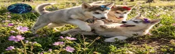 Alaskan Malamute perros en venta: Alaska malamute  - Anuncio 1