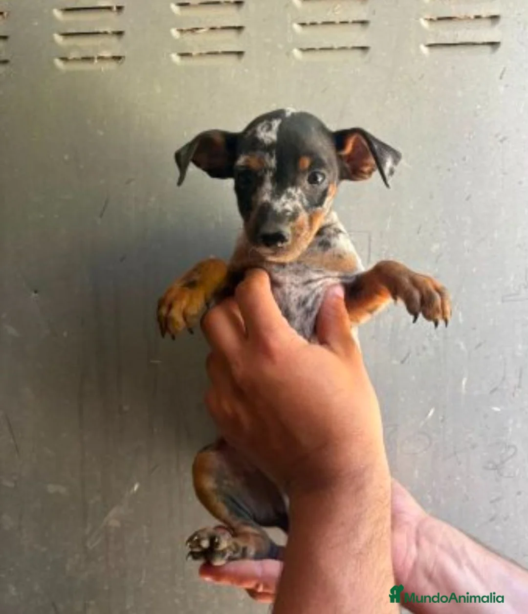 Ratón de Praga perros en venta: Ratón de Praga  - Anuncio 7