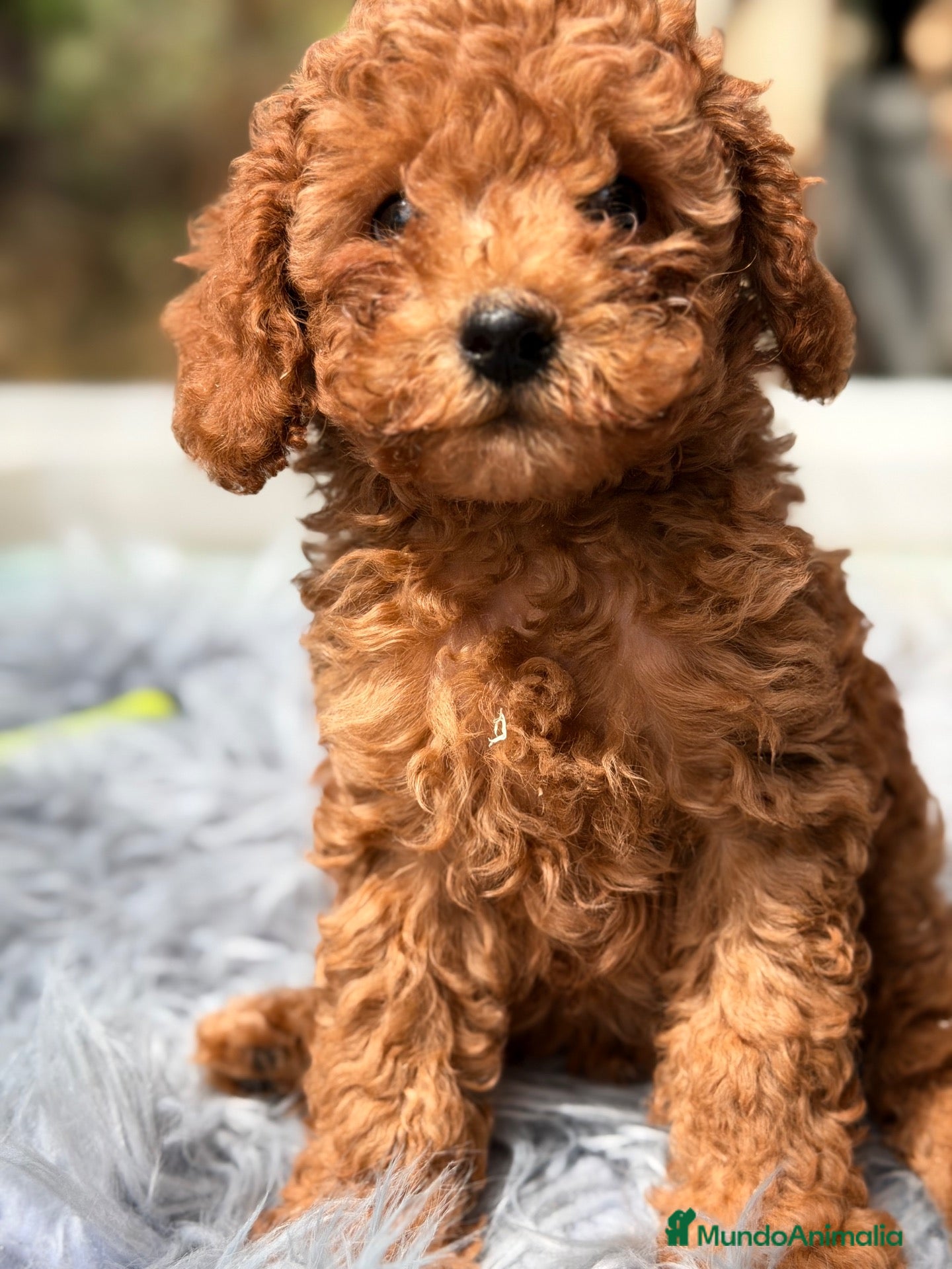 Caniche Toy perros Caniche Toy rojo  - Anuncio 28