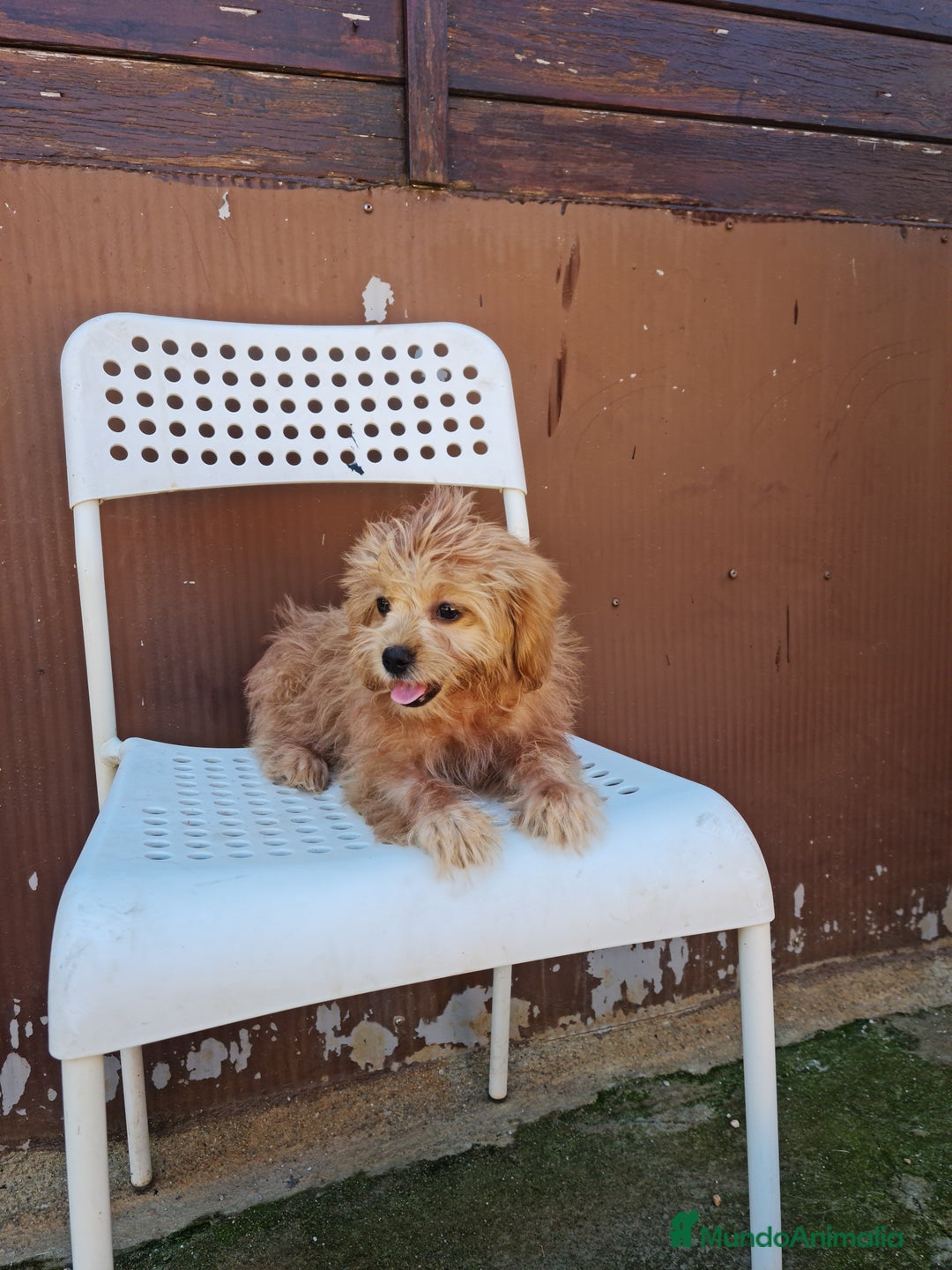 Maltipoo perros en venta: Maltipoo - Imagen 6
