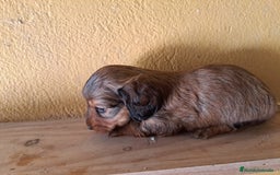 Teckel perros en venta: Teckel de pelo largo - Imagen 10