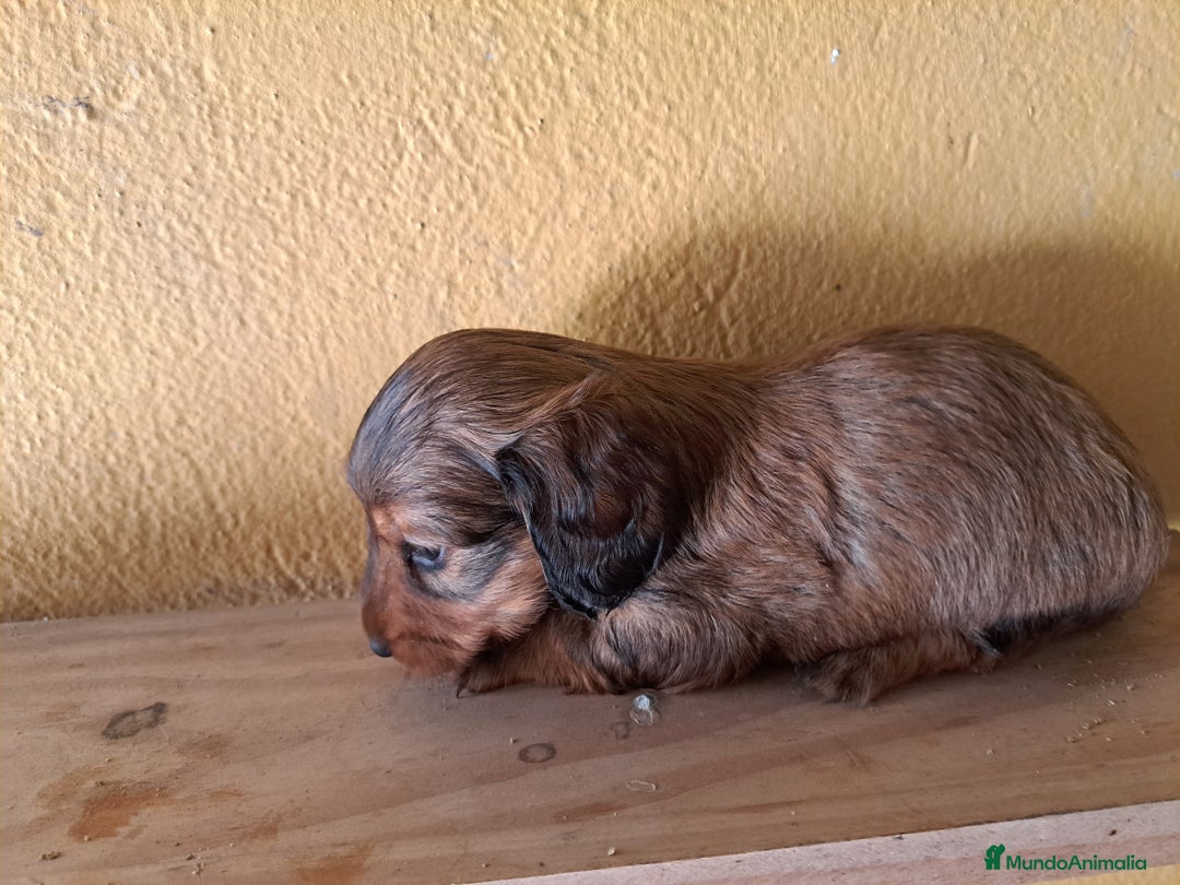 Teckel perros en venta: Teckel de pelo largo - Imagen 10