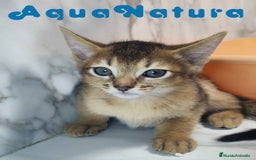 Abisinio gatos en venta:  Abisinio Macho de Mia 7907 AQUANATURA - Imagen 3