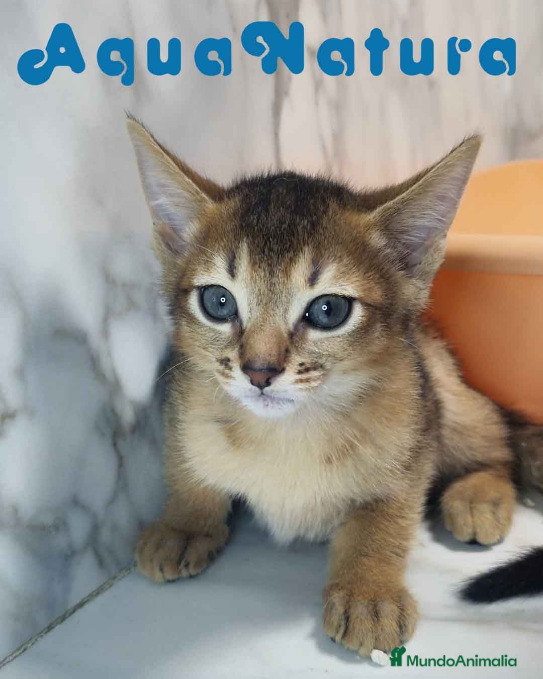 Abisinio gatos en venta:  Abisinio Macho de Mia 7907 AQUANATURA - Imagen 3