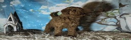 Caniche Gigante perros en venta: Caniche gigante  - Anuncio 1