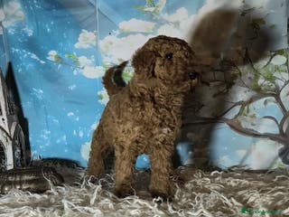 Caniche Gigante perros Caniche gigante - Anuncio 1