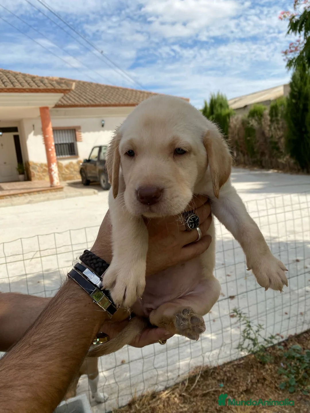 Labrador Retriever perros en venta: CACHORROS DE LABRADOR  - Anuncio 3