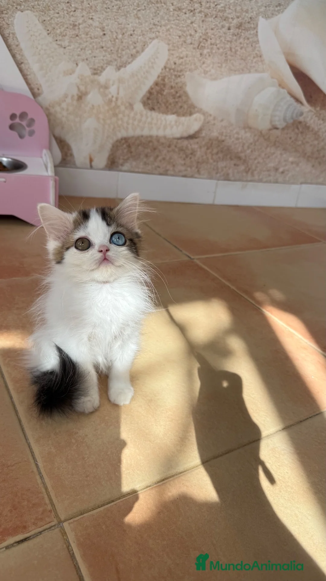 Scottish Fold gatos en venta: Scottish  - Anuncio 2