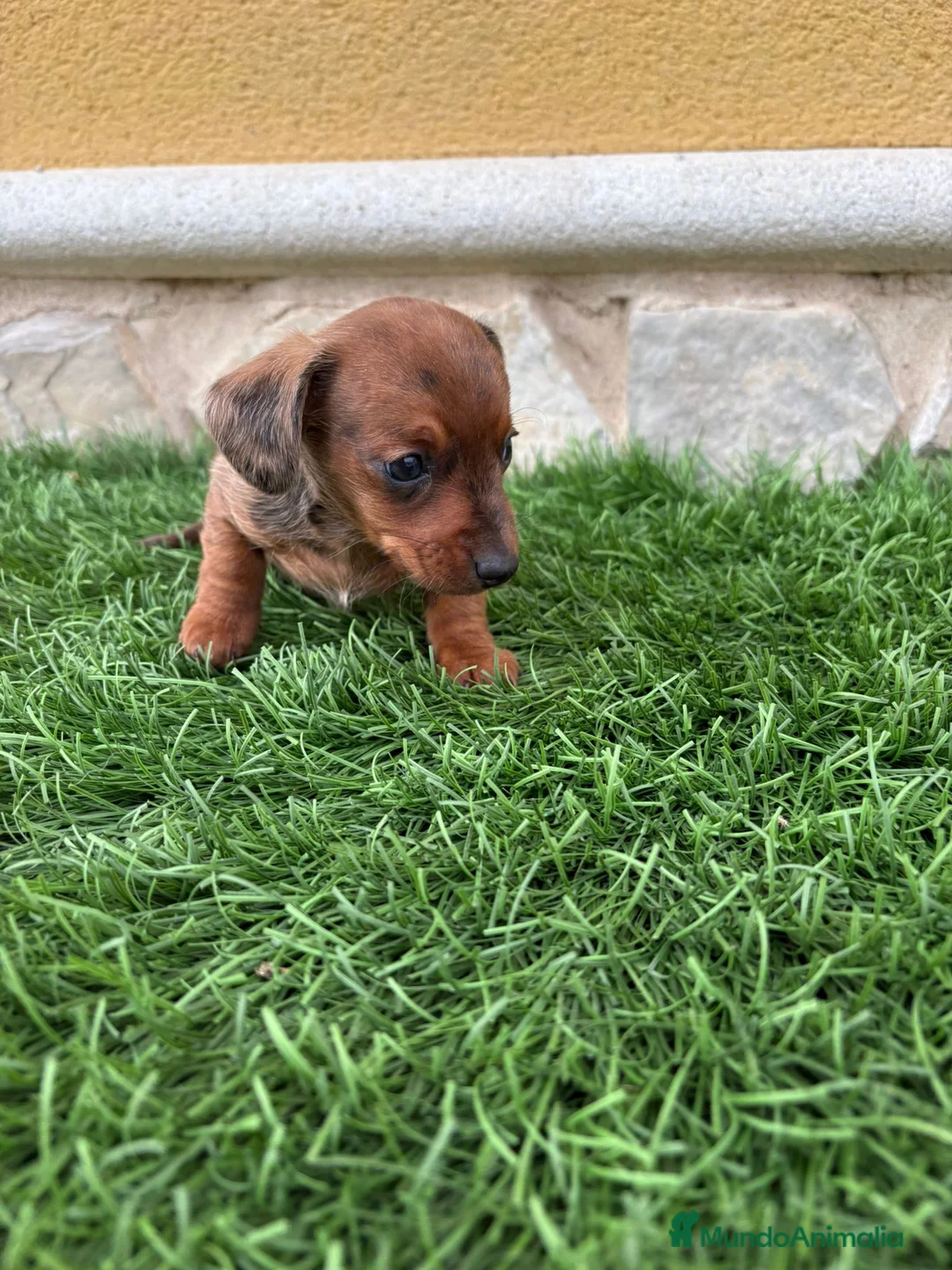 Teckel Miniatura perros en venta: Teckel Kaninchen merle chocolate diluido  - Anuncio 5