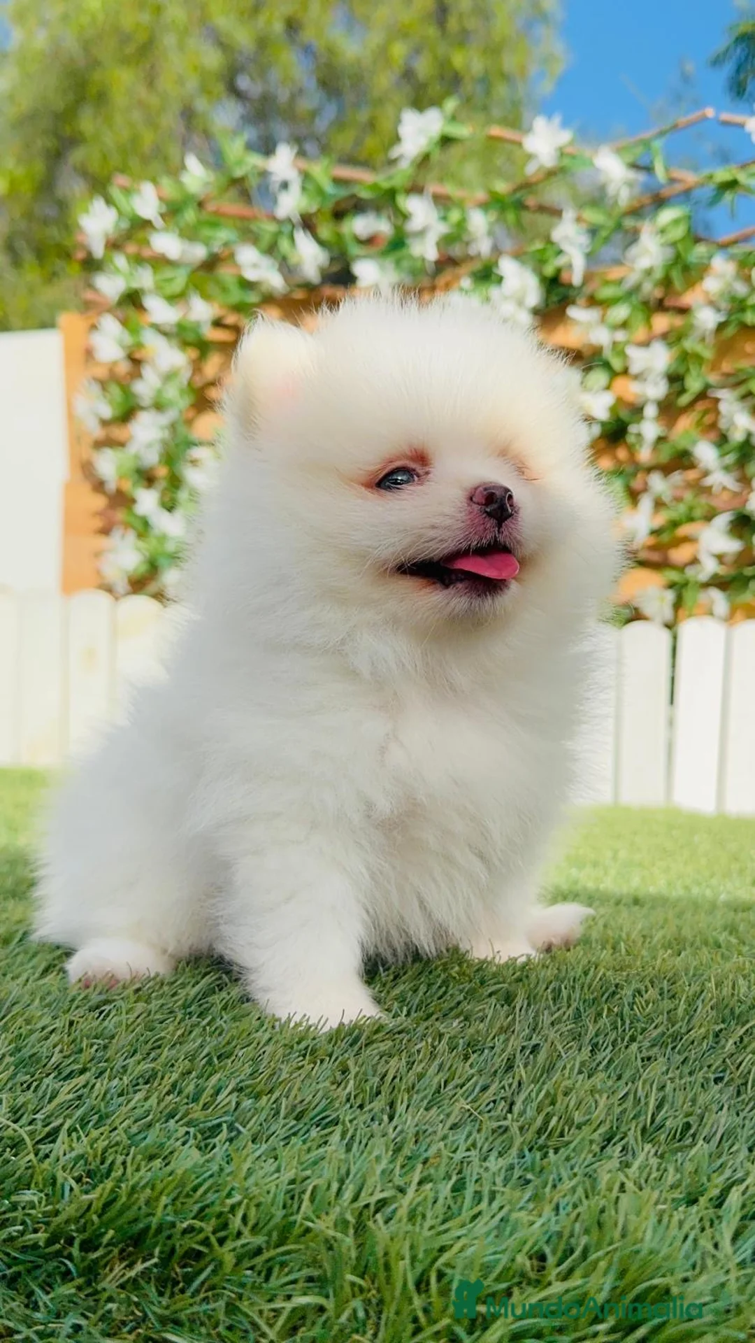 Pomerania perros en venta: CAMADA POMERANIAS BLANCOS  - Anuncio 2