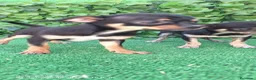 Chihuahua perros en venta: Chihuahua  - Anuncio 1