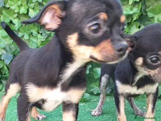 Chihuahua perros Chihuahua - Anuncio 1