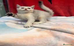 Británico de Pelo Corto gatos en venta: British Silver Shaded Negro - Imagen 5
