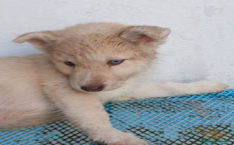 Husky Siberiano perros - Propaganda 12