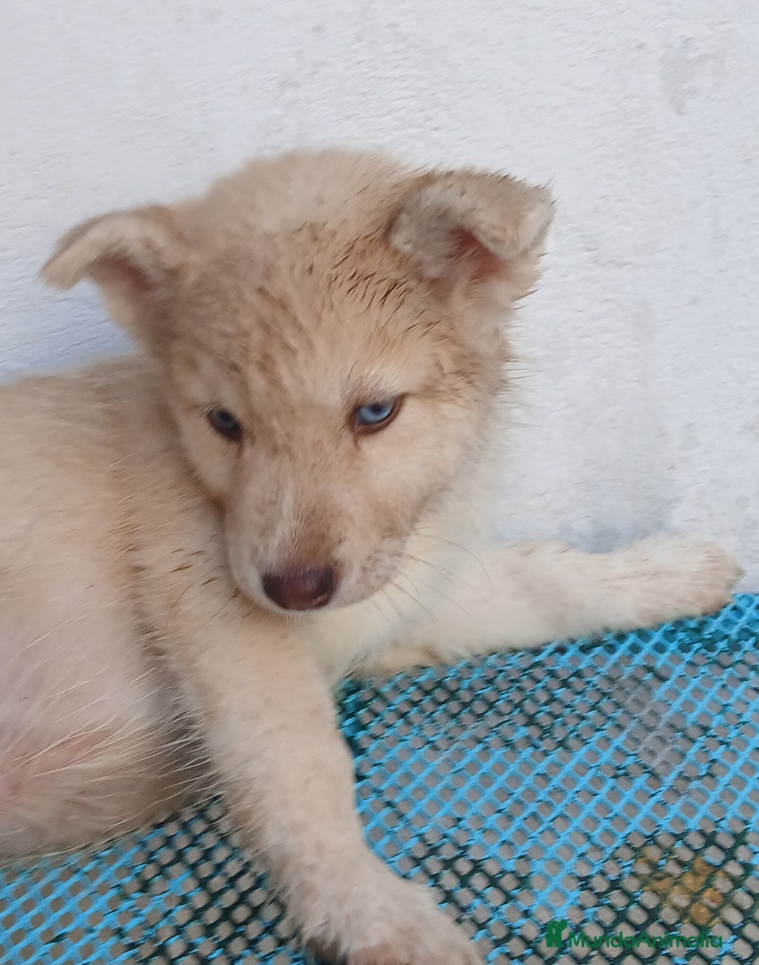 Husky Siberiano perros en venta: ULTIMO HUSKY y ULTIMA  ALASKA MALAMUTE  - Imagen 1