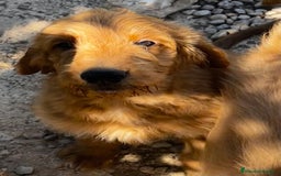 Goldendoodle perros en venta: Goldendoodle  - Imagen 3
