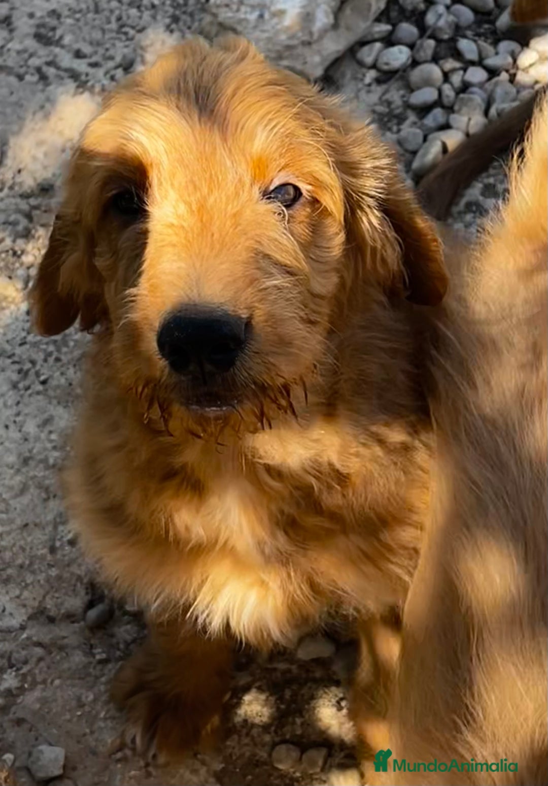 Goldendoodle perros en venta: Goldendoodle  - Imagen 3