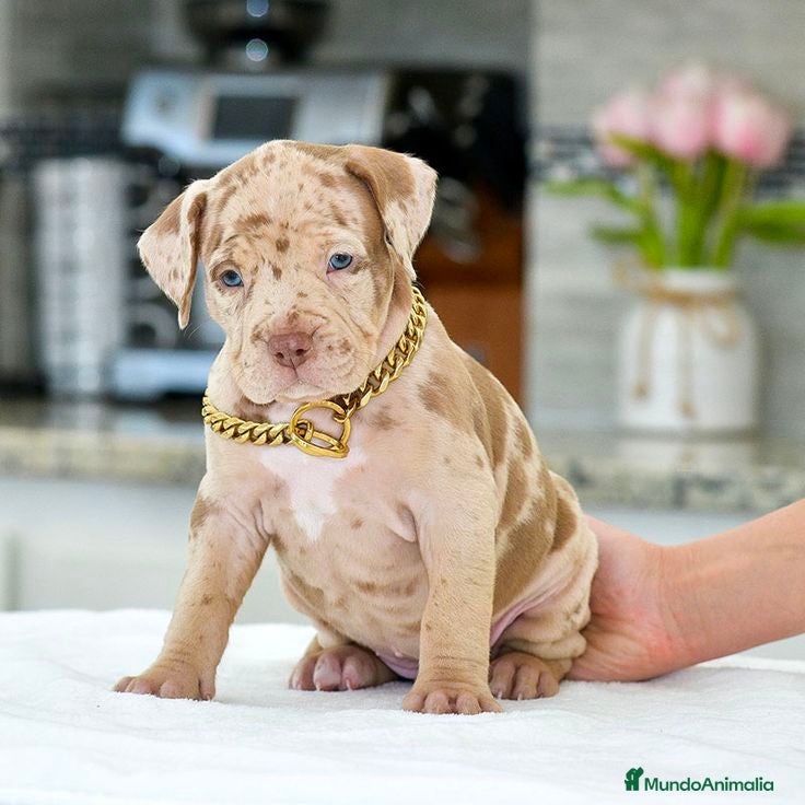 American Pit Bull Terrier perros AMERICAN PITBULL BLUE,MERLE,TRICOLOR en Sevilla - Anuncio 6