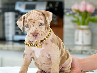 American Pit Bull Terrier perros en Sevilla - Anuncio 26