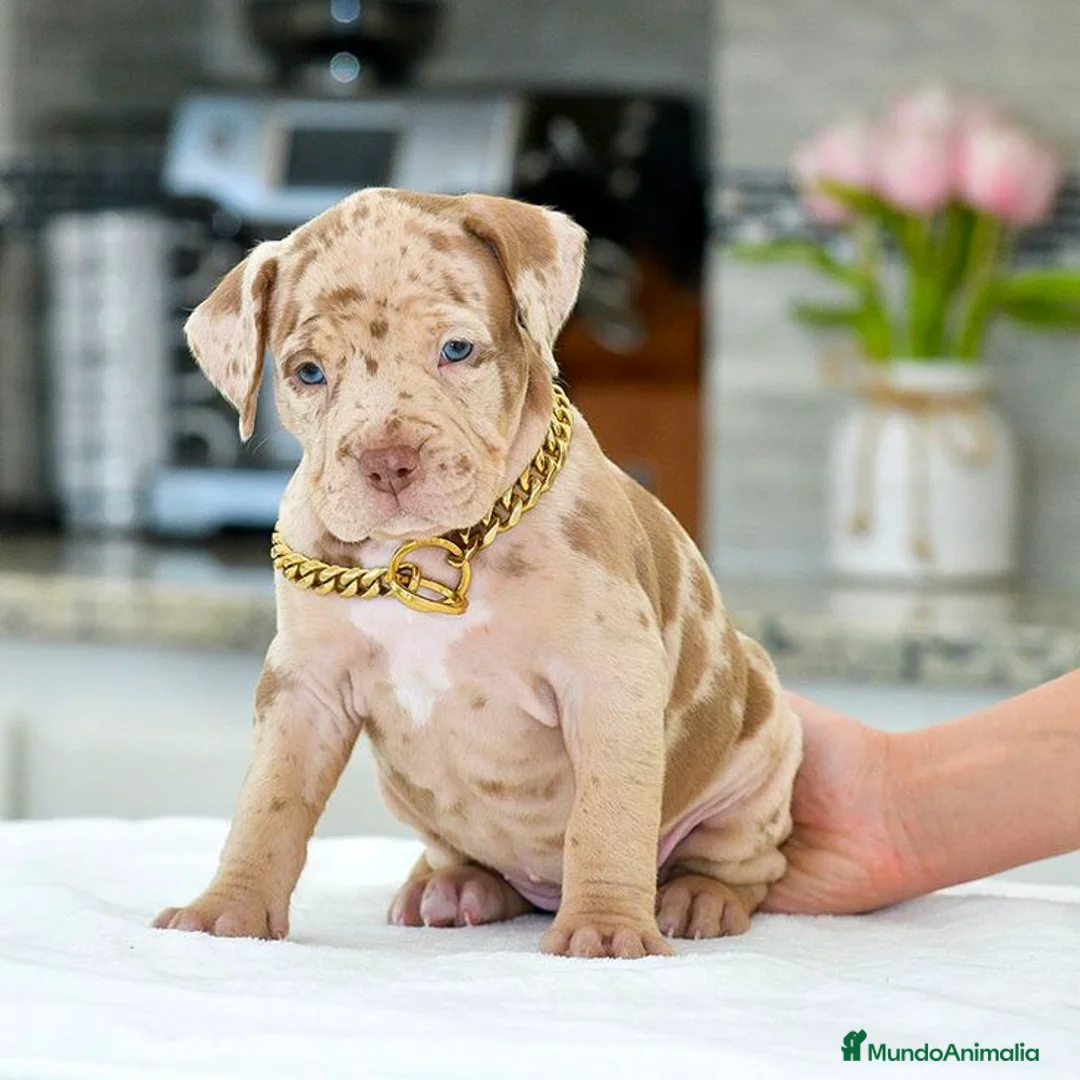 American Pit Bull Terrier perros en venta: AMERICAN PITBULL BLUE,MERLE,TRICOLOR en Sevilla - Anuncio 1