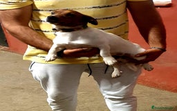 Jack Russell Terrier perros en venta: Hembra Jack Russell  - Imagen 2