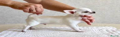 Chihuahua 2