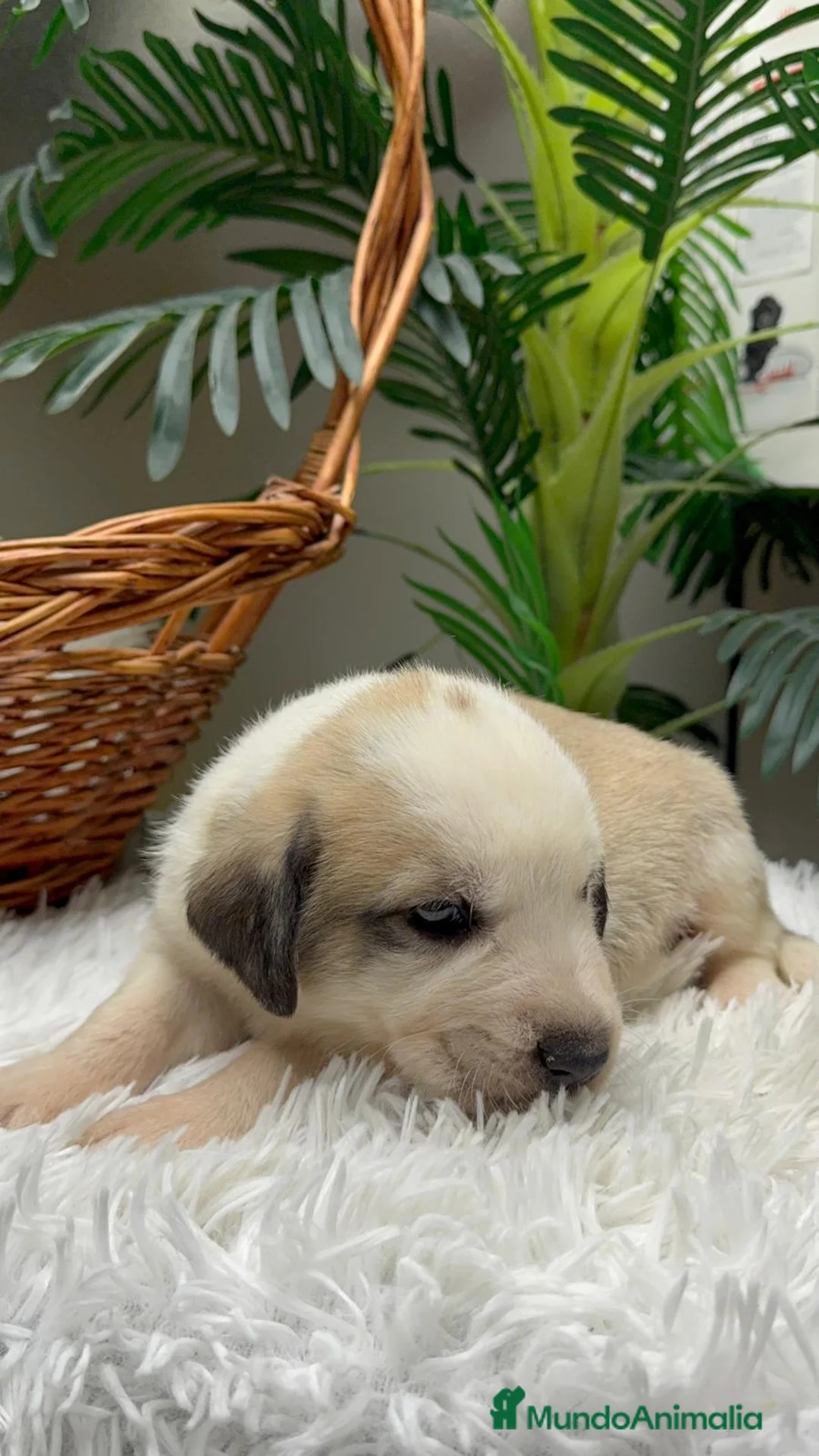 Mastín Español perros en venta: MASTIN ESPAÑOL - Anuncio 5