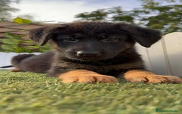 Pastor Alemán perros en venta: PASTOR ALEMAN HEMBRA - Imagen 2