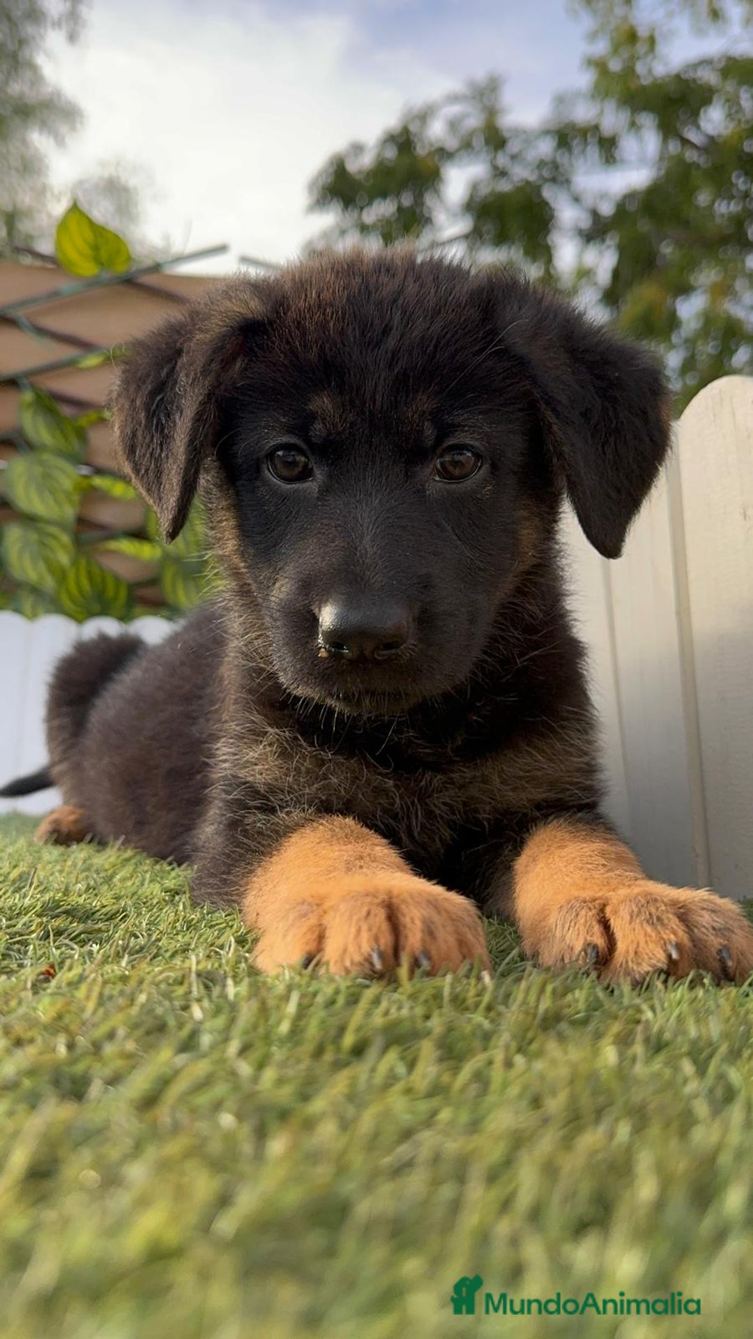 Pastor Alemán perros en venta: PASTOR ALEMAN HEMBRA - Imagen 2