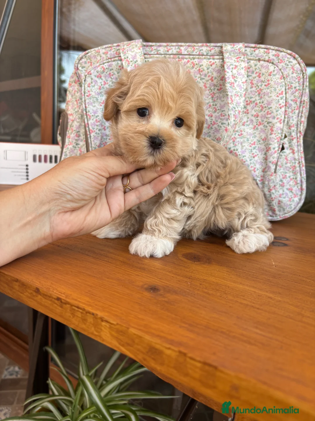 Maltipoo perros en venta: Maltipoo toy muy bonitos !!! - Anuncio 2