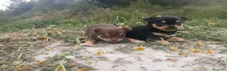 Chihuahua perros en venta: CHIHUAHUAS CABEZA DE MANZANA  - Anuncio 5
