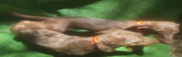 Teckel Miniatura perros en venta: Teckel kaninchen  en Sevilla - Anuncio 1