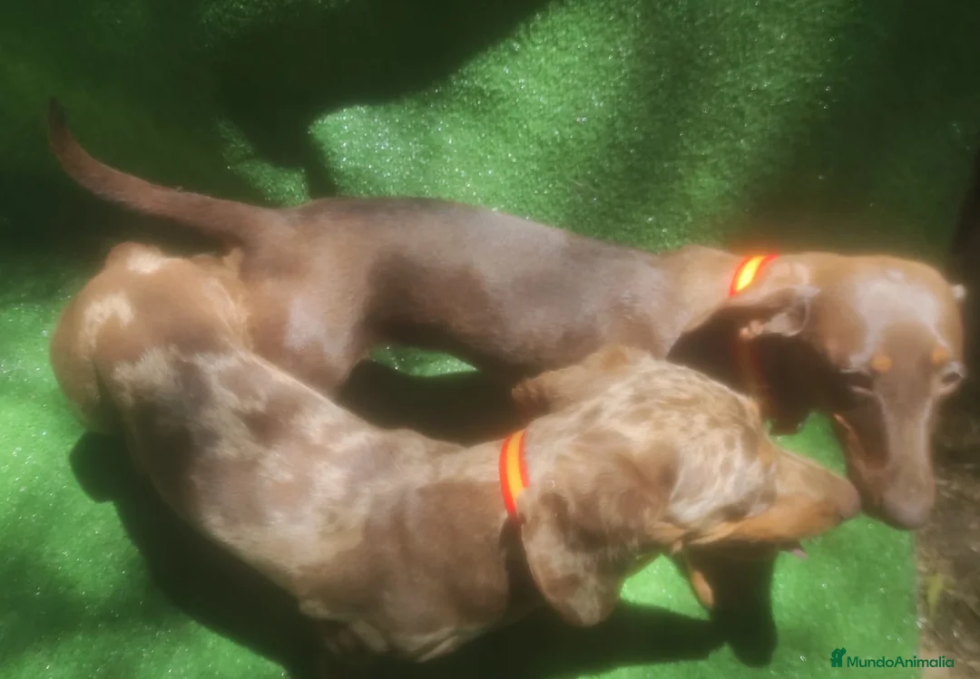 Teckel Miniatura perros en venta: Teckel kaninchen  en Sevilla - Anuncio 1