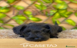 Schnauzer Miniatura perros en venta: Camada de Romie - Imagen 4