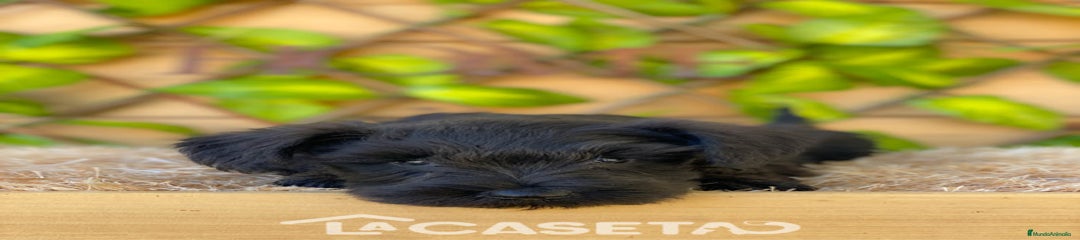 Schnauzer Miniatura Cachorro 3697
