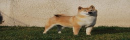 Shiba Inu perros en venta: Shiba Inu , cachorros en Madrid - Anuncio 1