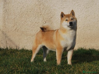 Shiba Inu perros en Madrid - Anuncio 16