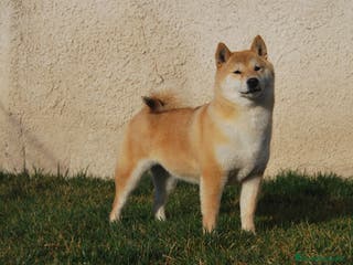Shiba Inu perros Shiba Inu , cachorros en Madrid - Anuncio 6
