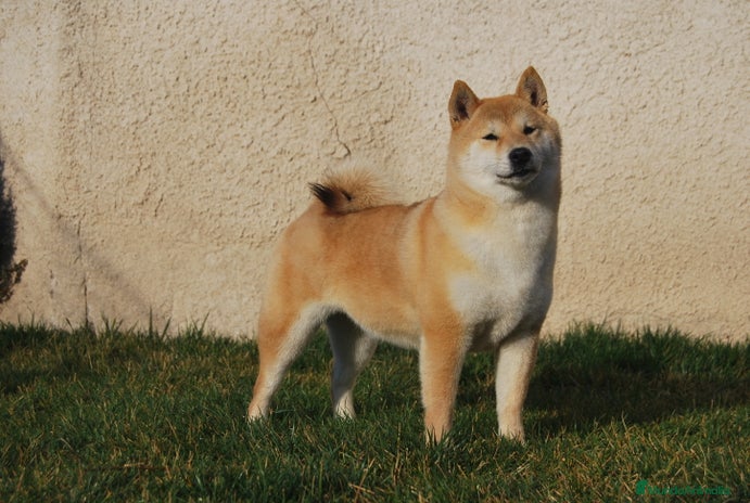 Shiba Inu perros en Madrid - Anuncio 16